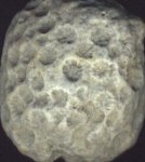 Корралл