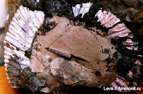 Speetoniceras, Speetoniceras versicolor, Hauterivian