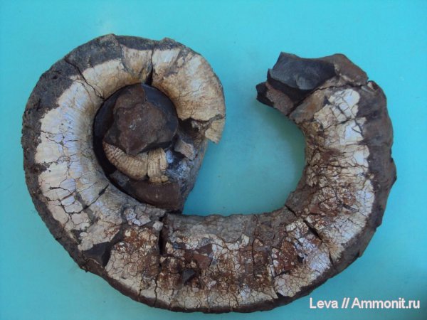гетероморфные аммониты, Proaustraliceras, heteromorph ammonites