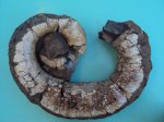 Proaustraliceras