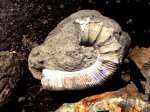 Часть жилой камеры гетероморфного аммонита