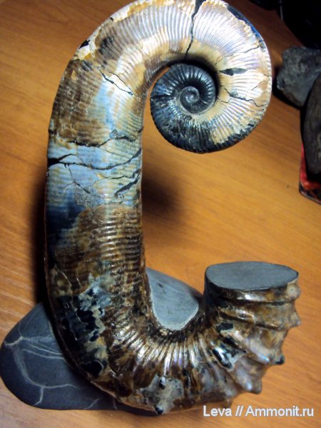 гетероморфные аммониты, Audouliceras, нижний апт, Ancyloceratidae, heteromorph ammonites