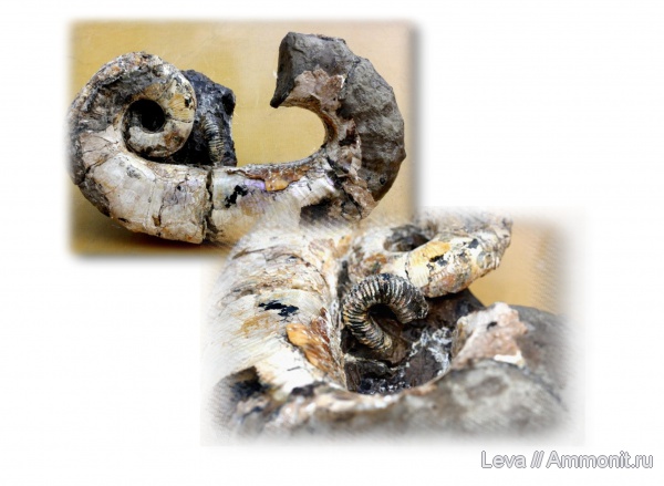 Audouliceras, Audouliceras renauxianum