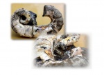 Audouliceras renauxianum и Toxoceratoides sp.