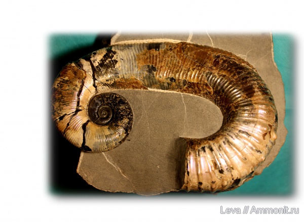 Audouliceras, Audouliceras renauxianum, Ancyloceratidae