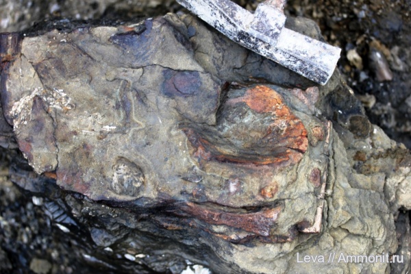 Undorosaurus