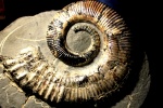 Гетероморфный аммонит Australiceras simbirskense Sinz.