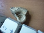 Gaudryceras makarovense
