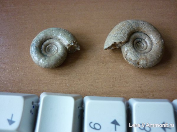 Gaudryceratidae, Gaudryceras, Lytoceratina, Сахалинская область