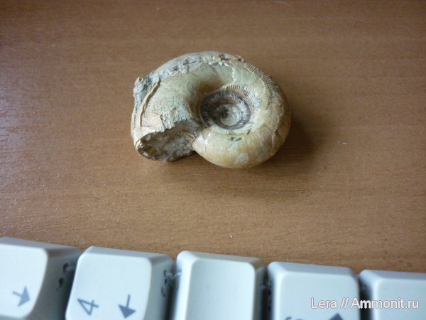 Gaudryceratidae, Gaudryceras, Lytoceratina, Сахалинская область, Gaudryceras makarovense