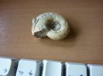 gaudryceras makarovense
