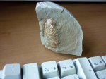 Двустворчатый моллюск