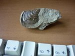 Inoceramus