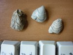 Inoceramus