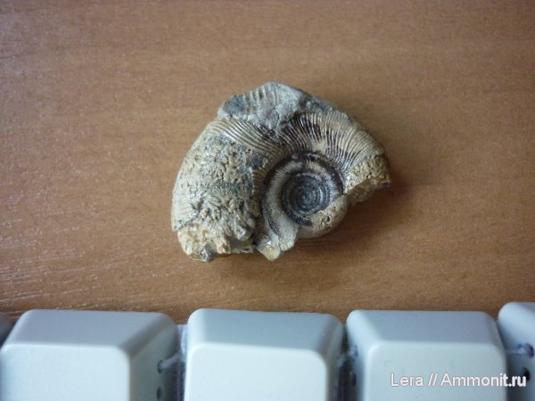 Gaudryceras, Сахалинская область