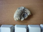 Gaudryceras