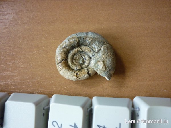 Gaudryceras, Сахалинская область