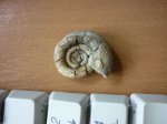 Gaudryceras