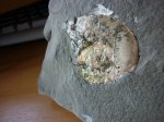 Aconeceras