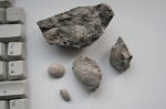 Inoceramus