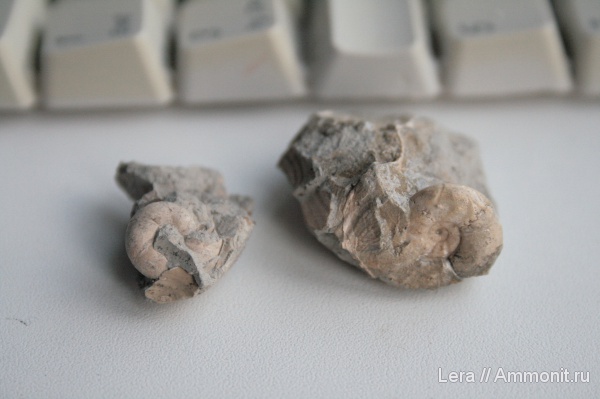мел, Сахалинская область, Cretaceous