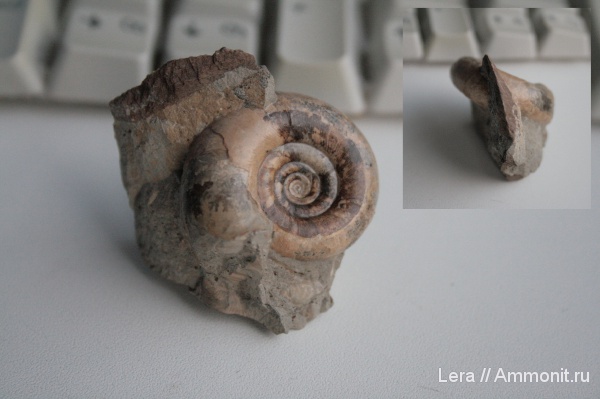 мел, Gaudryceratidae, Gaudryceras, Lytoceratina, Gaudryceras makarovense, Cretaceous