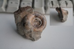 Gaudryceras makarovense