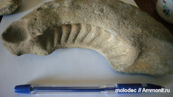 аммониты, Ammonites