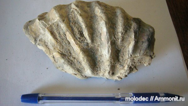 аммониты, Ammonites