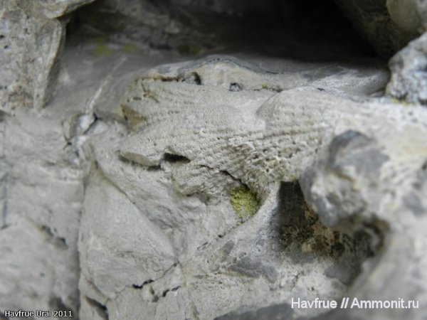 окаменелости, пермь, мшанки, Fossils, Permian