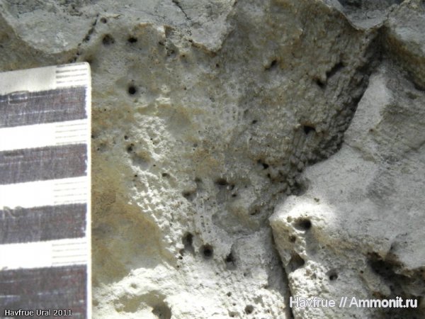 окаменелости, пермь, мшанки, Fossils, Permian