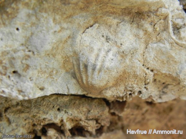 окаменелости, пермь, Fossils, Permian