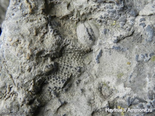окаменелости, пермь, мшанки, Fossils, Permian