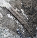 Плауновидные Stigmaria sp.