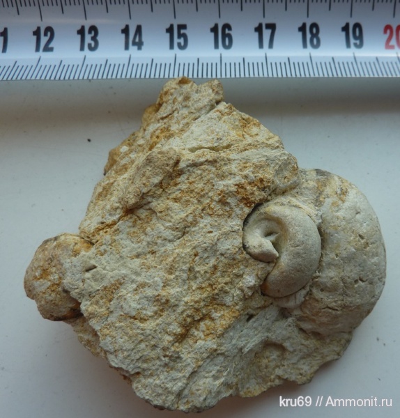 Gastropoda