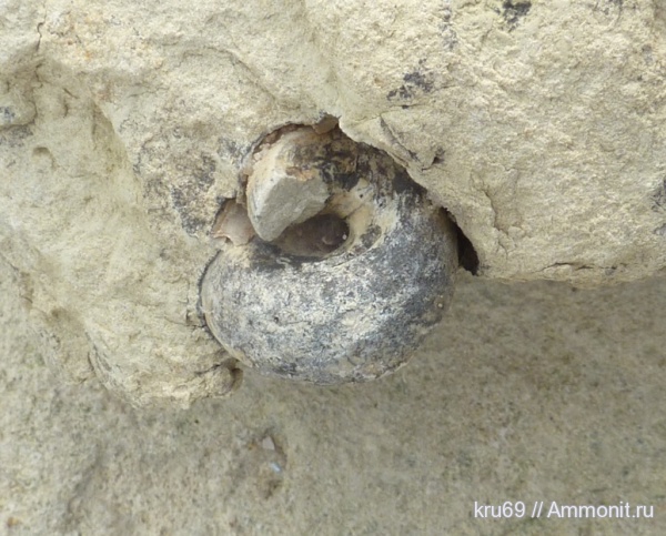 Gastropoda