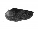 Punctaptychus punctatus