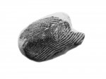 Lamellaptychus beyrihi