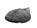 Lamellaptychus submortiletti