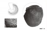 Eucymatoceras plicatum