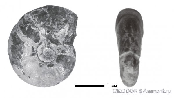 нижний мел, Melchiorites, Lower Cretaceous