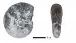 Melchiorites sp.