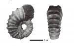 Matheronites sp. (?)
