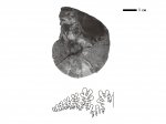 Euphylloceras sp.