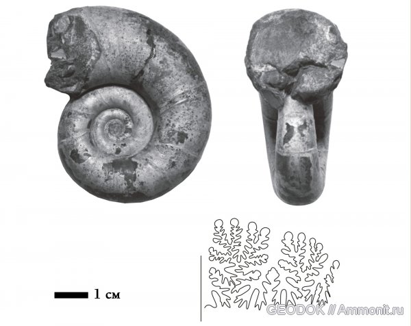 мел, нижний мел, апт, Pictetia, Lytoceratina, Aptian, Cretaceous, Lower Cretaceous