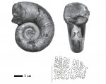 Pictetia sp.