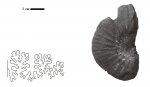 Phyllopachyceras infundibulum