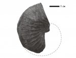 Phyllopachyceras prendeli