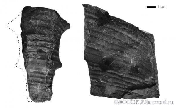 Crioceratites
