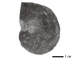 Saynella sp.